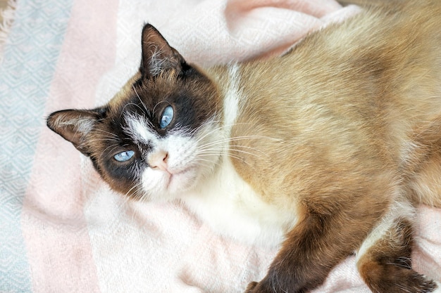 mooie siamese thaise kat liggend op de vloer, wollen wintersjaal met boze nerveuze overstuur snuit