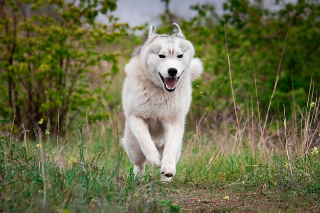 Mooie Siberische Husky draait op het gras