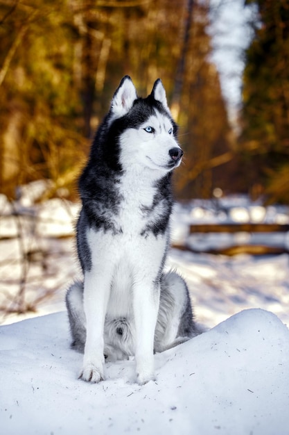 Mooie Siberische husky hond in zonnig winterbos