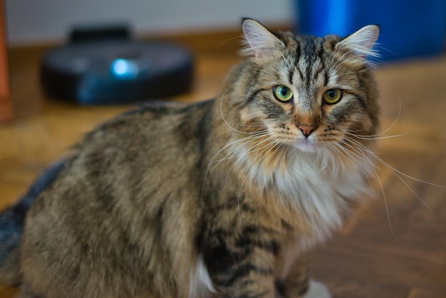 Mooie Siberische kat met groene en gele ogen geweldige vacht in de woonkamer van zijn huis