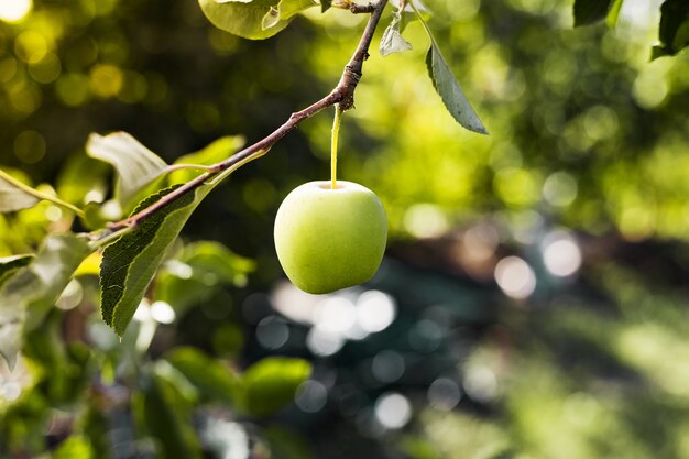 Mooie smakelijke groene appel op tak van appelboom in boomgaard. Herfst oogst in tuin buiten