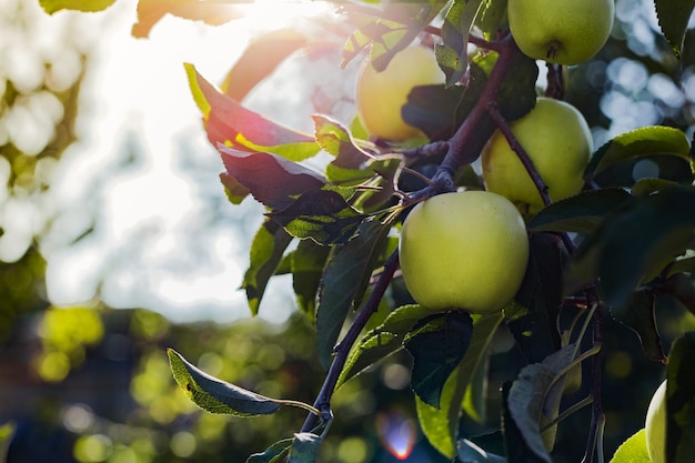 Mooie smakelijke groene appel op tak van appelboom in boomgaard.