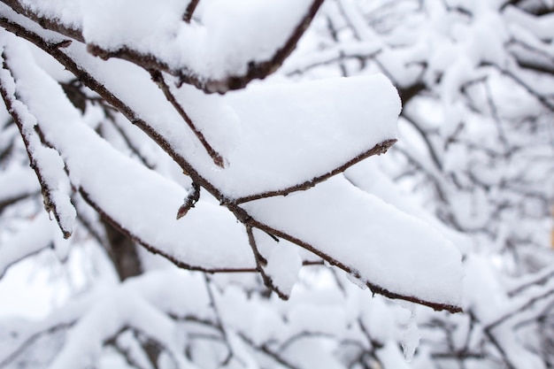 Mooie sneeuwval. Sneeuw op de takken van struiken en bomen