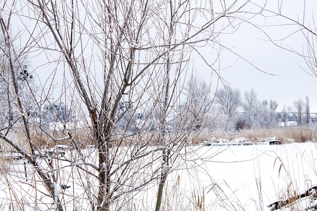 Mooie sneeuwval. Sneeuw op de takken van struiken en bomen