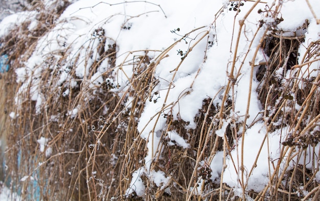 Mooie sneeuwval. Sneeuw op de takken van struiken en bomen