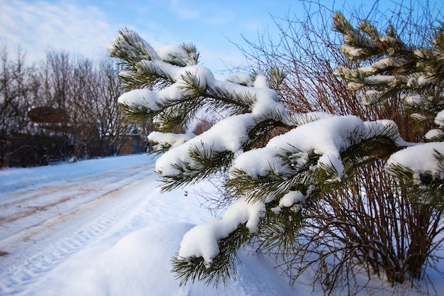 Mooie spar bedekt met sneeuw. Kerstboom in de natuur.