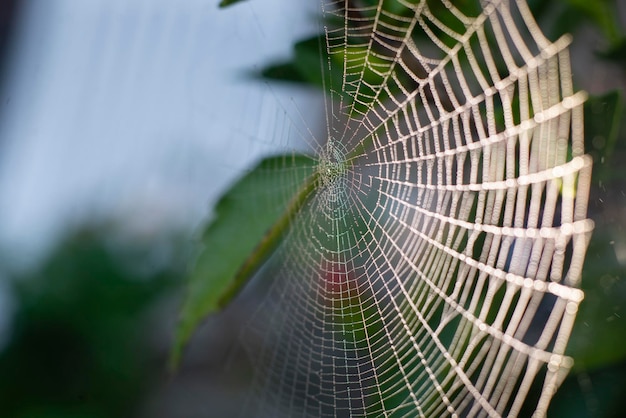 Mooie spinnenweb macrofotografie achtergrond natuur