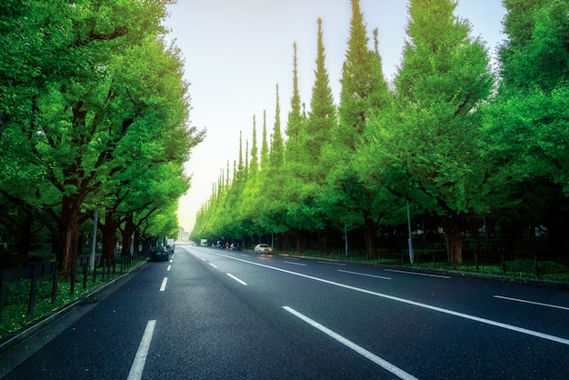 Mooie stadsweg met bomen langs zijweg in Tokyo - Japan.