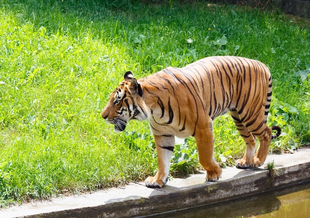 Mooie sterke gestreepte tijger wandelen in de natuur.