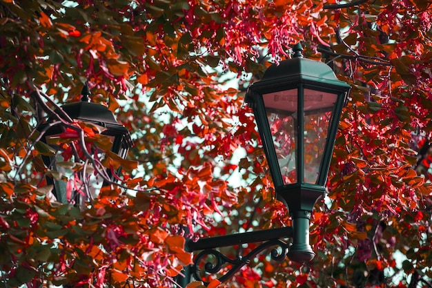 Mooie straatlantaarn in het park in de herfst. Hoge kwaliteit foto