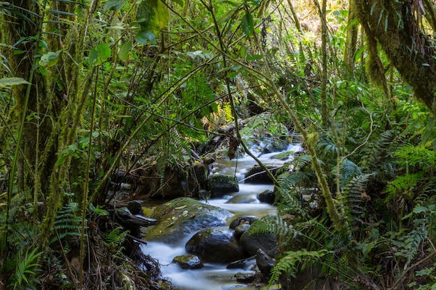 Mooie stroom water stroomt naar beneden in het regenwoud. costa rica, midden-amerika