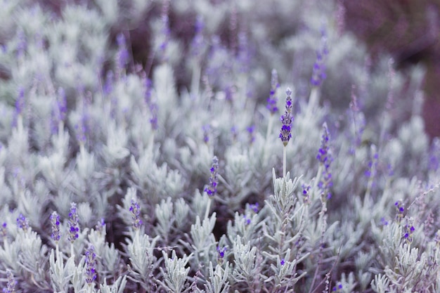 Mooie struik van paarse zomer lavendel in het veld