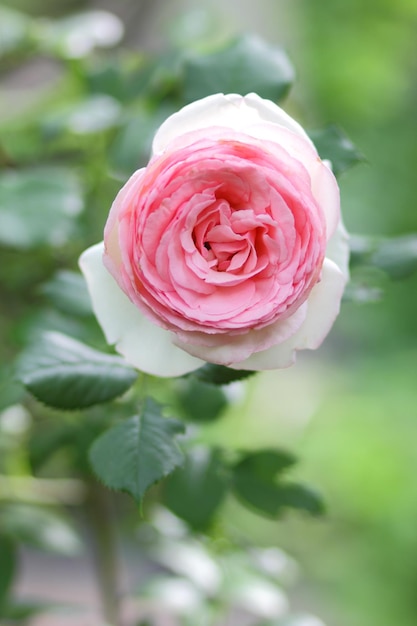 Mooie struik van roze rozen in een lentetuin Close-up van een roze bloem die buiten bloeit Roze roos in de tuin op een zonnige dag