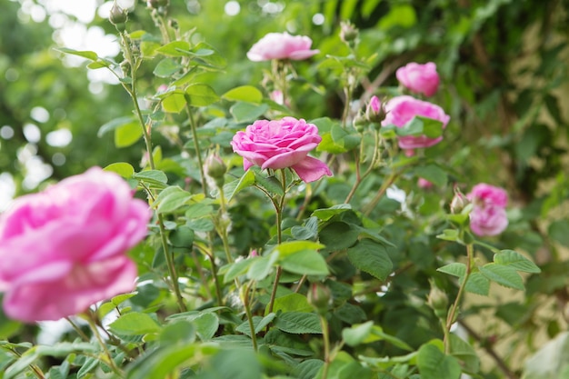 Mooie struik van roze rozen in een lentetuin