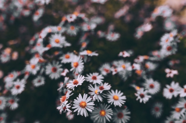 Mooie struik van violette bloemen