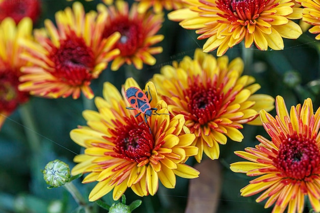 Mooie struiken van chrysant bloemen gele en rode kleuren