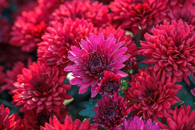 mooie struiken van chrysant bloemen rode kleuren close-up