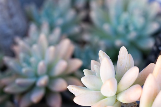 Mooie succulente naamplanten in blauwe schaal