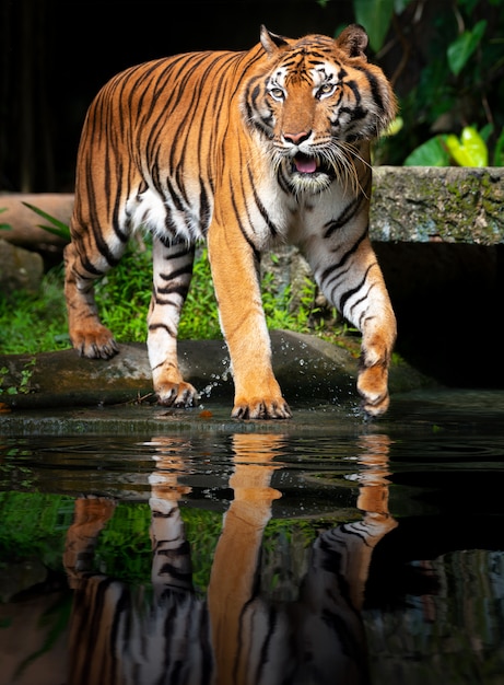 Mooie Sumatraanse tijger op jacht