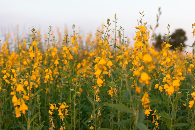 Mooie Sunhemp-bloem in tuin