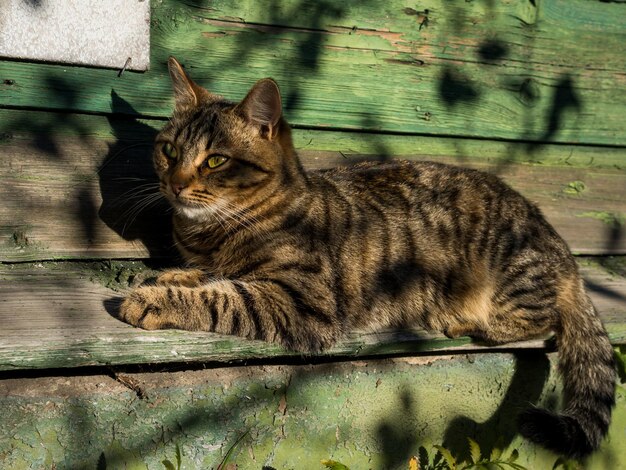 Foto mooie tabby pluizige bruine kat ligt op straat op een houten richel bij de muur van een groen huis