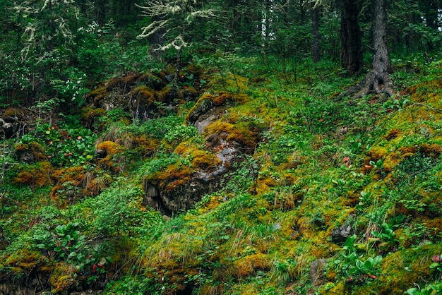 Mooie taiga met rijke vegetatie op bemoste steile helling. Vers groen en dik mos op berghelling. Sfeervol groen boslandschap met prachtige flora en mossen. Versheid van hout.