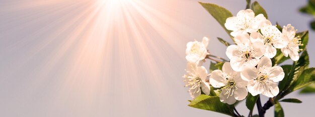 Mooie tak van bloeiende boom in de lente