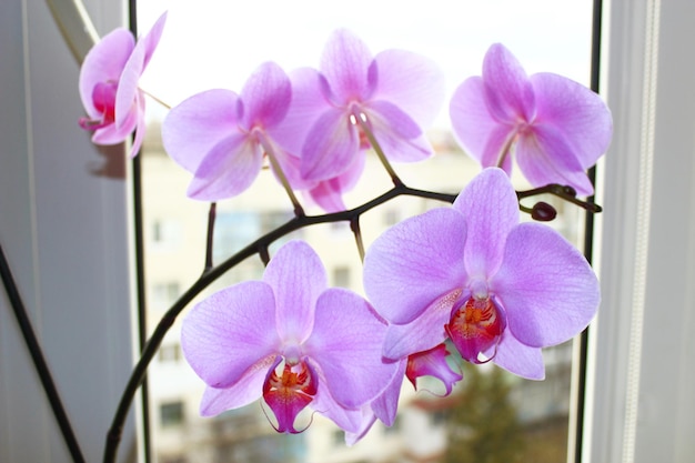 mooie tak van de bloeiende roze orchidee bij het raam