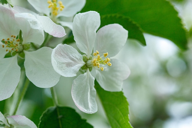 Mooie tak van een bloeiende appelboom