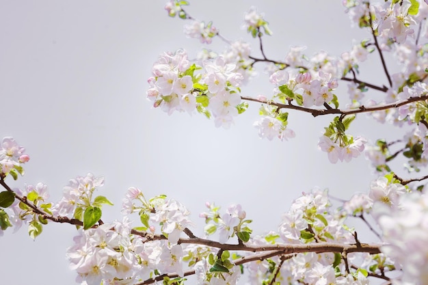 Mooie takken van bloeiende appelboom instagram stile