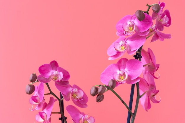 Mooie takken van magenta orchideebloemen