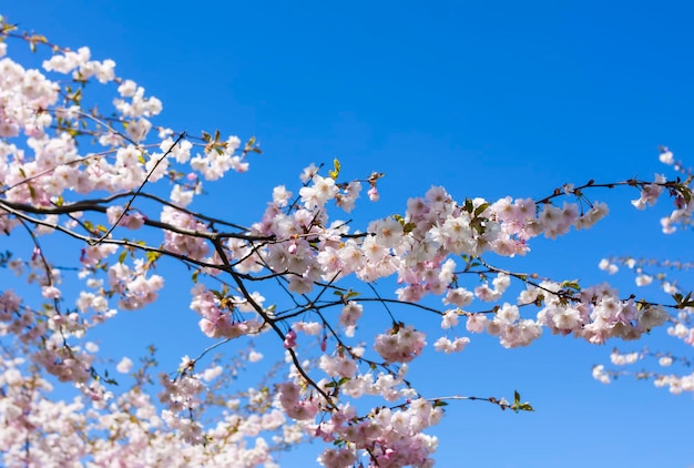 Mooie takken van roze kers of Sakura-bloemen in een park Lentebloesems op blauwe hemelachtergrond