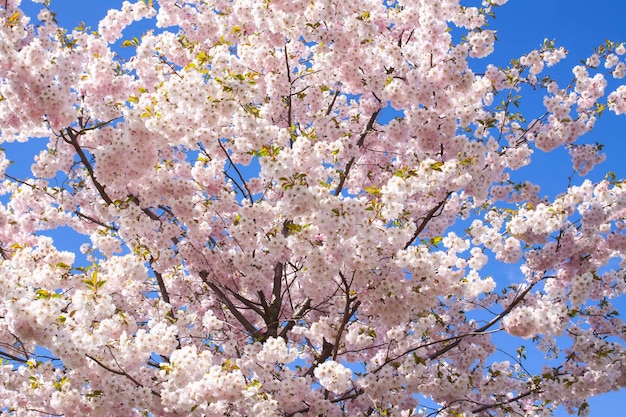 Mooie takken van roze kers of Sakura-bloemen in een park Lentebloesems op blauwe hemelachtergrond