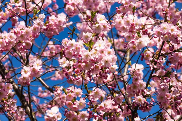 Mooie takken van roze kersenbloesems of sakura aan de boom onder de blauwe lucht