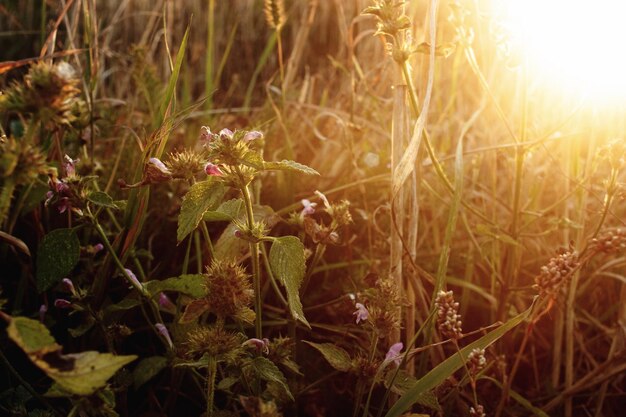 Mooie tarwe en kruiden in de zomer veld bij zonsondergang warm rustig moment