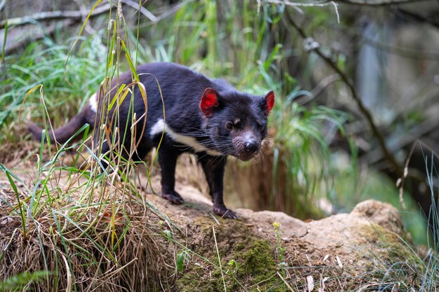 Mooie Tasmaanse duivel in de Tasmaanse bosjes Australische dieren in een nationaal park in Australië in de lente