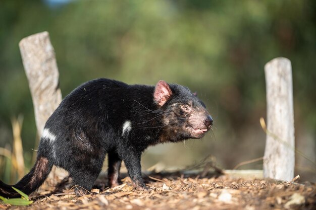 Mooie Tasmaanse duivel in de Tasmaanse bush Australische dieren in het wild in een nationaal park in Australië in het voorjaar