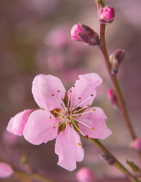 Foto mooie tedere sakura bloeit in het voorjaar aan een boom