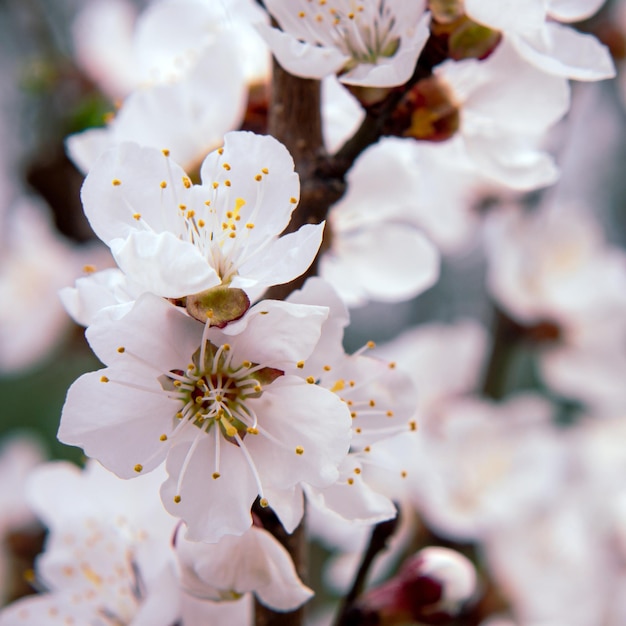 Mooie tedere sakura bloeit in het voorjaar aan een boom