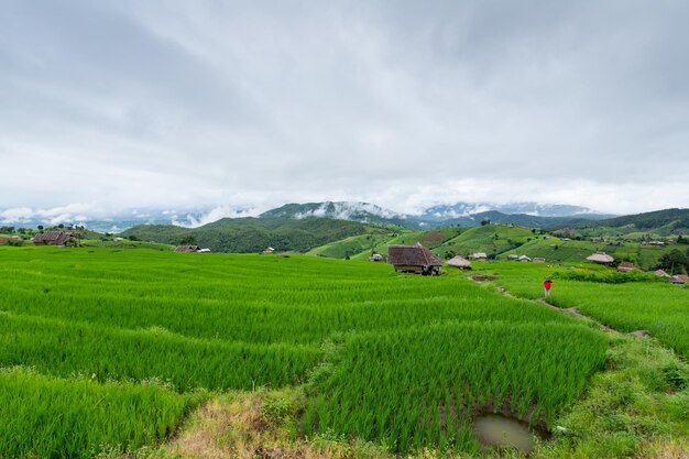 Mooie terraspadievelden op de achtergrond van Mae chaem Chaing Mai Thailand