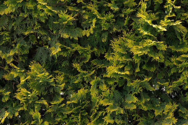 Foto mooie textuur van een groengele naaldplant