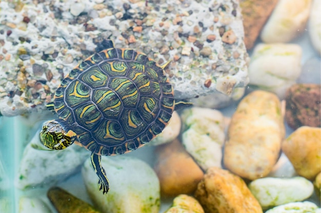 Foto mooie tijgerschildpad trachemys dorbigni in zoetwateraquarium