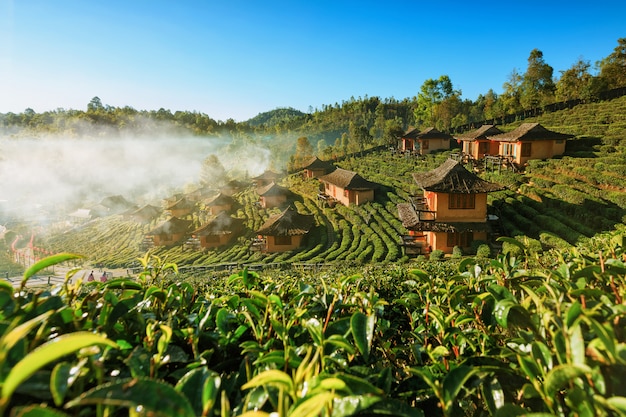 Foto mooie toneelmening van huis op theegebied op berg in mae hong son, thailand