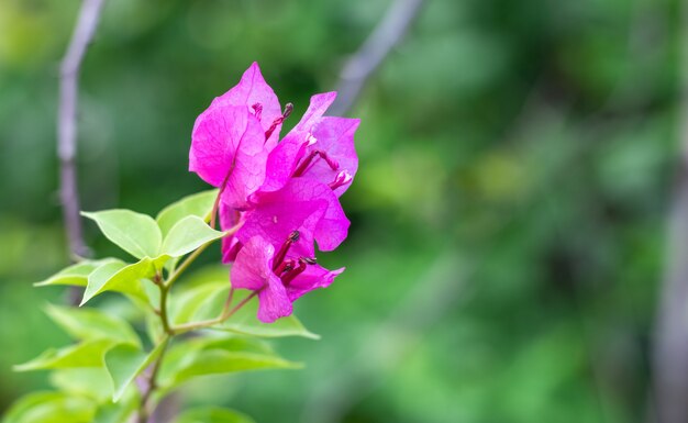 Mooie tot bloei gekomen roze bougainvilleabloemen met groene bladeren op de zachte groene bokehachtergrond met selectieve nadruk