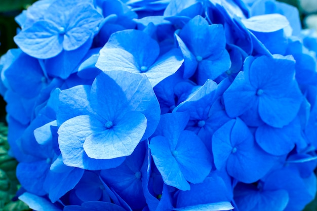 Mooie tot bloei komende tedere blauwe hortensiabloemen