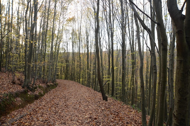 Mooie trekkingsweg in een park met de herfstbomen, Natuurparken Turkije, Istanboel, Polonezkoy (Adam