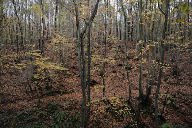 Mooie trekkingsweg in een park met de herfstbomen, Natuurparken Turkije, Istanboel, Polonezkoy (Adam
