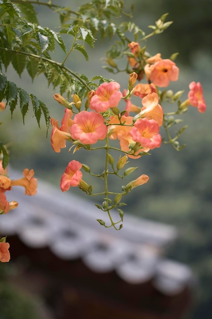 Mooie trompetklimplantbloem in de vroege zomer