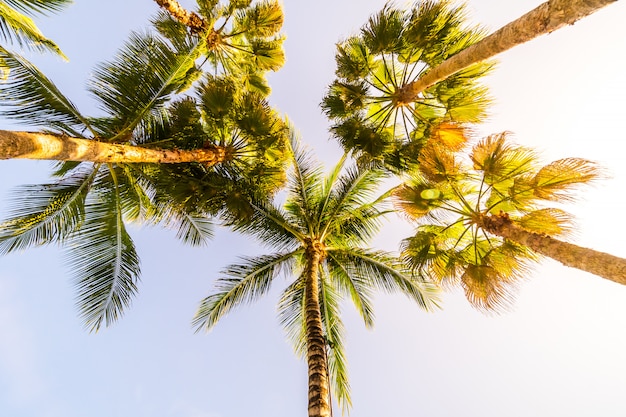 Foto mooie tropische kokosnotenpalm met hemelachtergrond