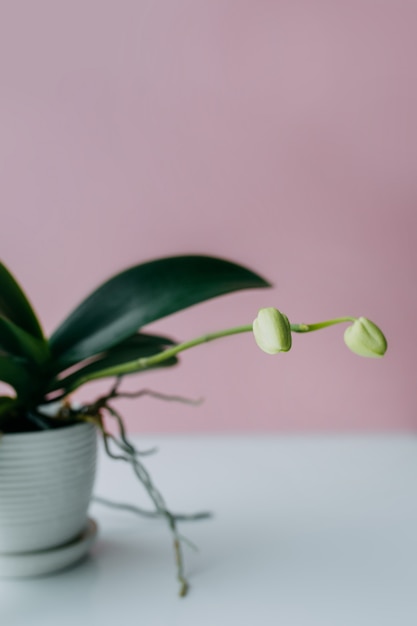 Mooie tropische orchideebloem met knoppen in witte pot op lijst dichtbij kleuren roze muur. Ruimte voor tekst